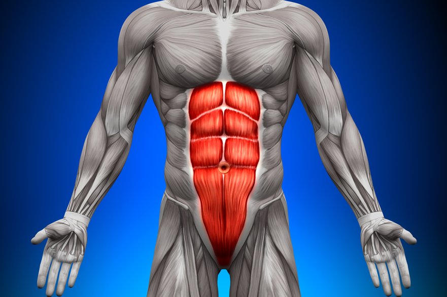 Mięśnie brzucha – anatomia