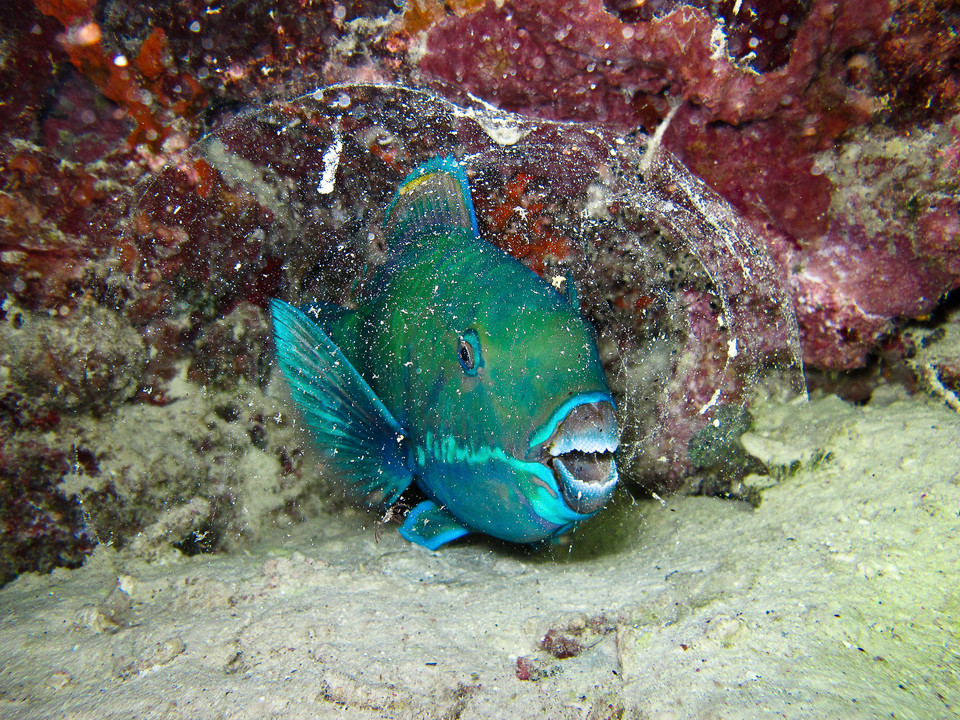 Zwycięzcy 8. Konkursu Fotografii Podwodnej Ocean Art 2019