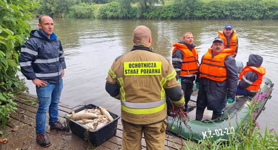 Śnięte ryby płyną z Czech do Polski. Czy to początek kolejnej katastrofy nad Odrą?