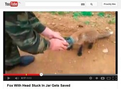 Rosjanie uwolnili lisa ze słoika. "A gdzie dziękuję?"