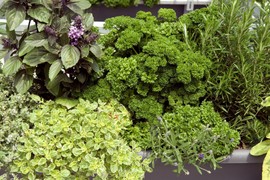 RUZMARIN može da izdrži gotovo sve, ali ovu biljku NE PODNOSI: Gde da ga posadite i kako da ga najbolje iskoristite u bašti