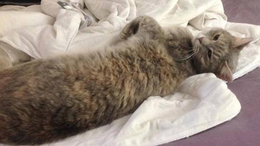 Maca Pipa se sada uspešno oporavlja nakon traumatičnog putovanja (FOTO: Top End Lost and Found/Rebecca Schilling)