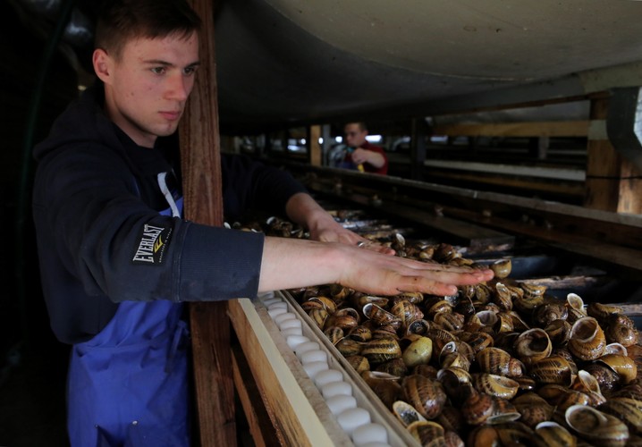 Firma hoduje europejskie ślimaki Helix aspersa Muller, znane smakoszom jako Petit Gris, oraz afrykańskie Helix aspersa Maxima - Gros Gris.  <br><br>fot. (tw/mr) PAP/Tomasz Waszczuk