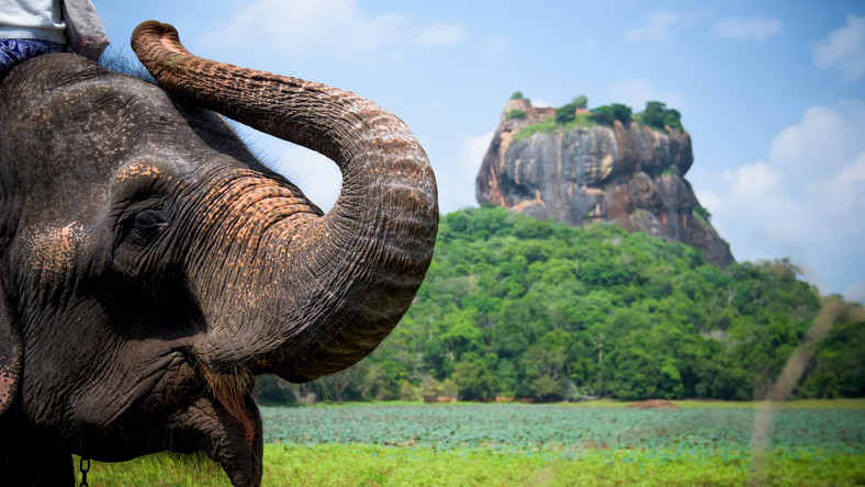 Sri Lanka. Wymierają przez śmieci. Słonie zagrożone wyginięciem