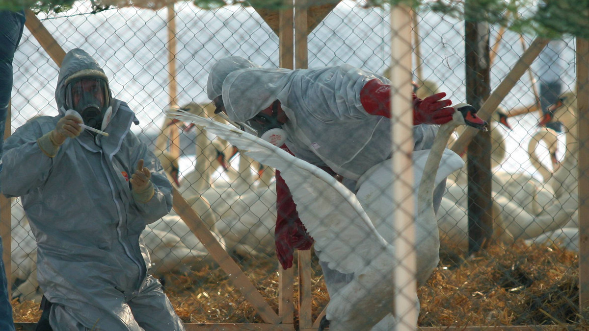Agenda ONZ poinformowała o wzroście zagrożenia wirusem ptasiej grypy. Wskazano, że ptaki wędrowne przeniosły już tego wirusa do krajów, w których go dotychczas nie było. Odkryto też nowy szczep wirusa.