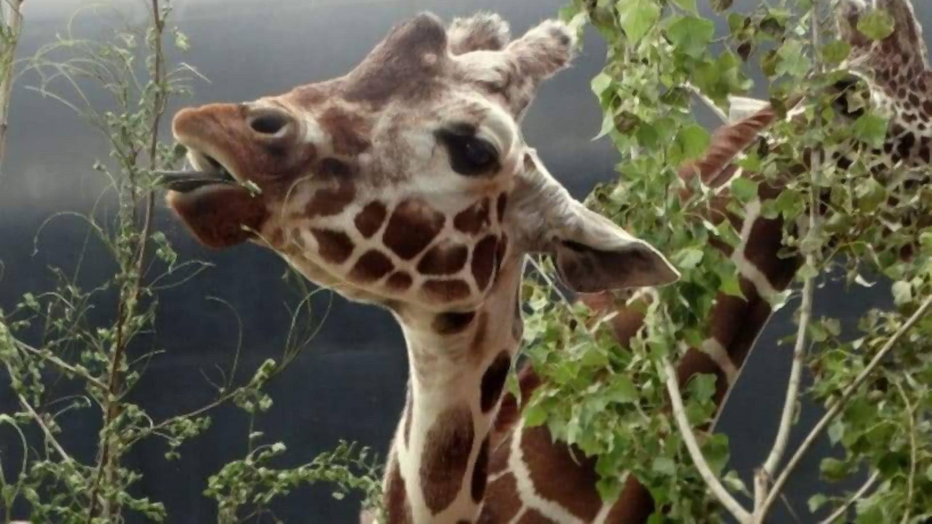Do rodziny StepStone dołączyła żyrafa z wrocławskiego zoo - tak firma świętuje swoje 1. urodziny