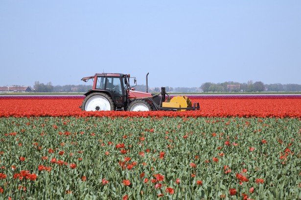 Holandia, praca, tulipany, pole, rolnictwo (fot. shutterstock.com)