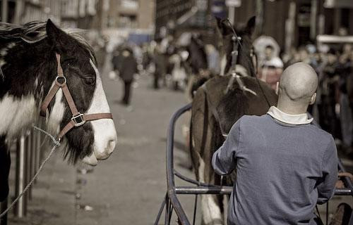 Galeria Irlandia - Dublin - Koński targ na Smithfield Market, obrazek 4