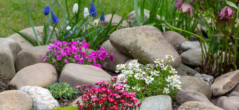 Najpiękniejsze rośliny na skalniak. Jakie kwiaty posadzić, by mieć kolorowe dywany w ogrodzie?