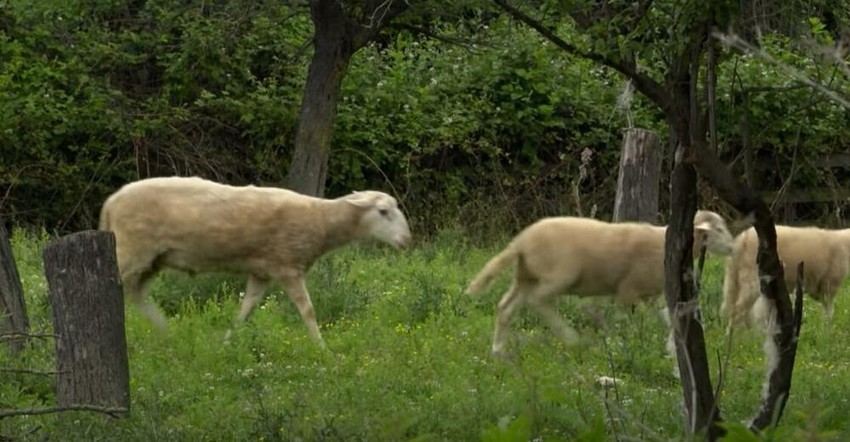 Imanje na selu Miloša Bikovića