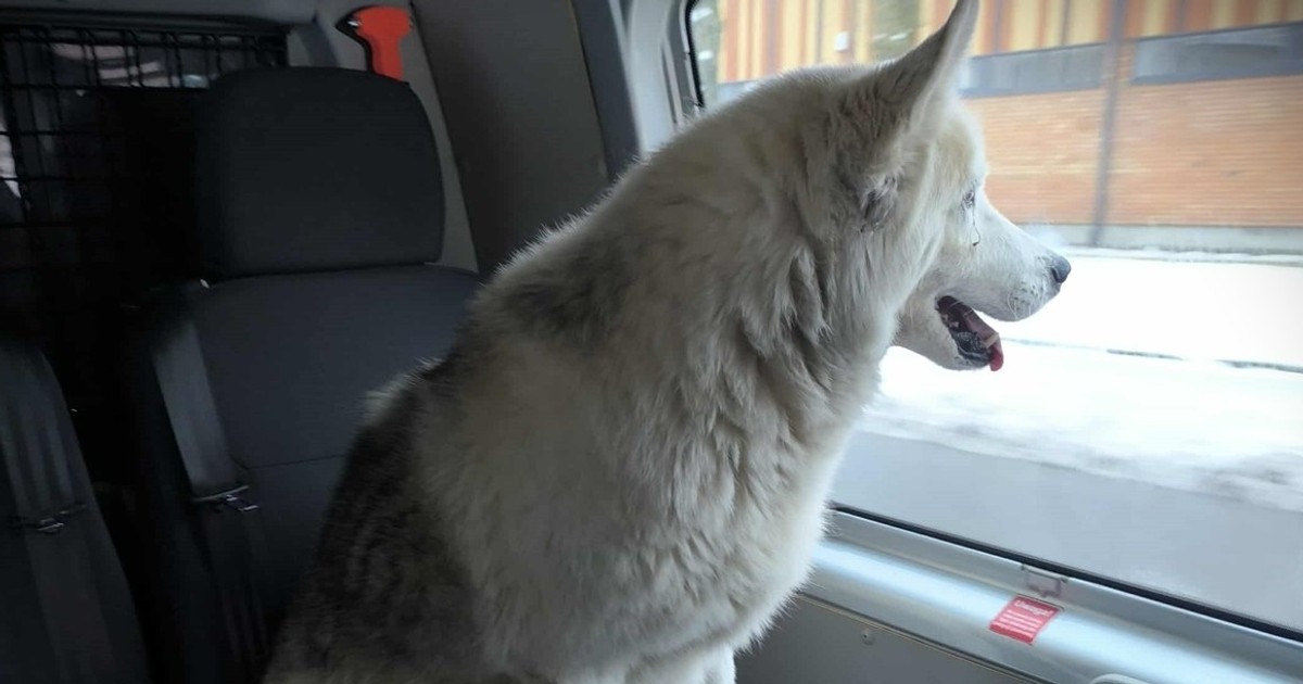 Nietypowy pasażer w pociągu Kolei Mazowieckich. Wybrał się na samotną przejażdżkę