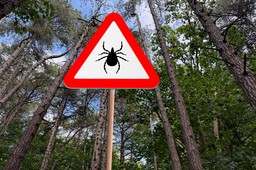 komary i kleszcze nie boją się silnego mrozu. są przystosowane do niskich temperatur