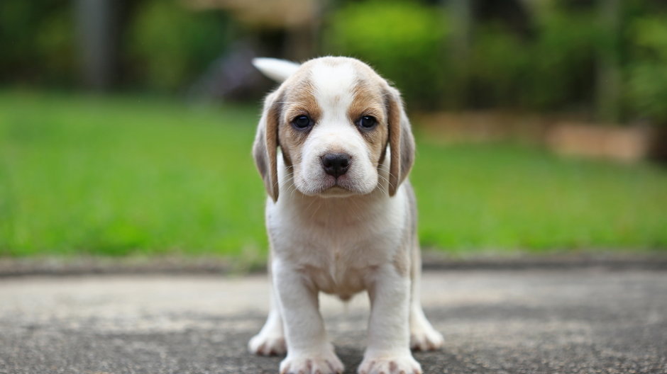 Warto zastanowić się czy chcemy małego czy dużego psa - Sigma s/stock.adobe.com