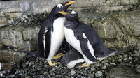 Gyereket vállalt egy leszbikus pingvinpár