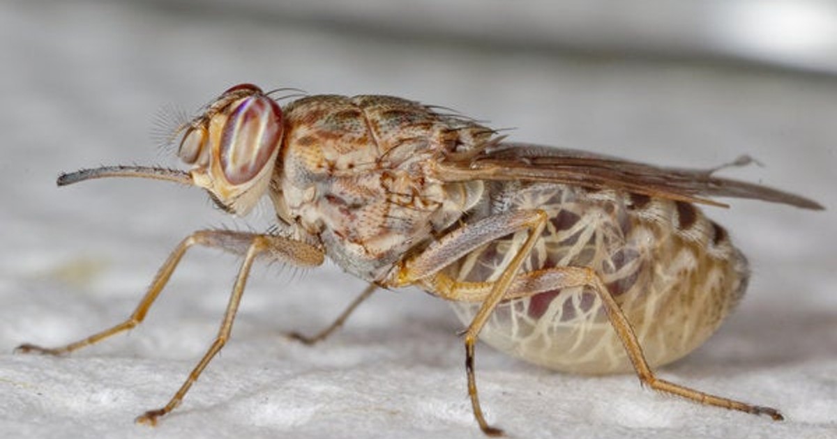 An annual loss of $5 billion in Africa's food market has been attributed to an insect - Vimarsana News