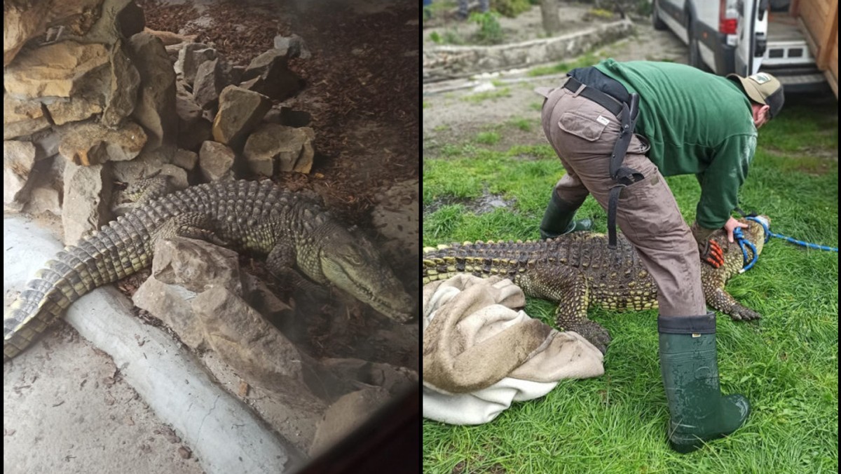 Krokodyle na prywatnej posesji w Sosnowcu. Jeden z nich był martwy