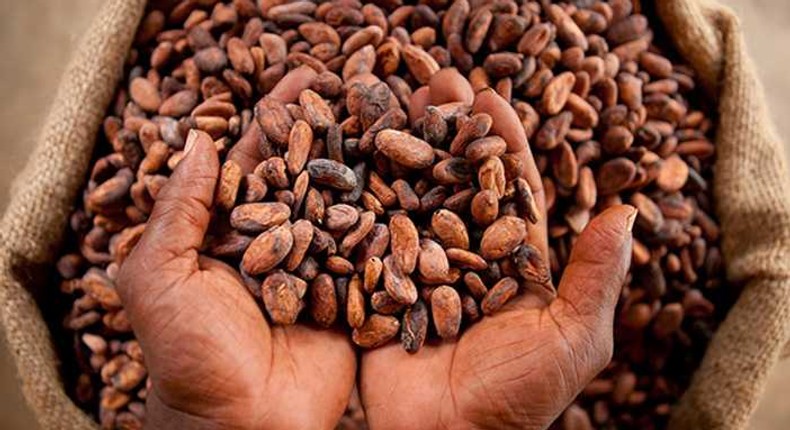 Ghana breaks 32 years of foreign cocoa financing, opts for local funding