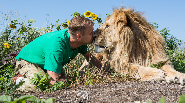 Ezzel az oroszlánnal puszilkodni is lehet/Fotó: Northfoto