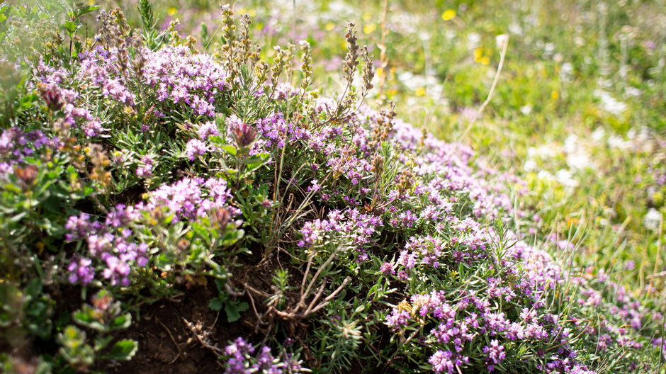 Trawnik tymiankowy — tajemnica piękna i minimalnego nakładu pracy w ogrodzie
