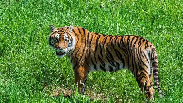 Megduplázódott a tigrisek száma Indiában a 2006-os mélypont óta