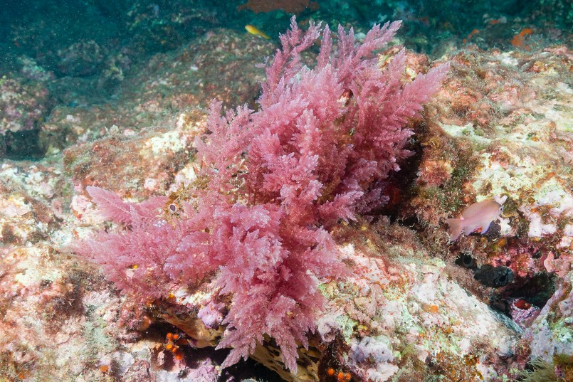 Krasnorosty Alga Algi Red,Alga,(asparagopsis,Taxiformis),Granada,,Spain