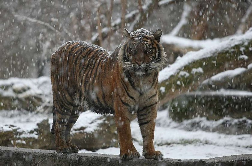 Warszawa, zoo, tygrys, śnieg