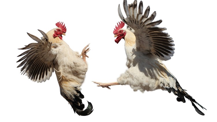 tömegverekedés, Lurdy-ház, konfliktus, ségélykérés, mentők,