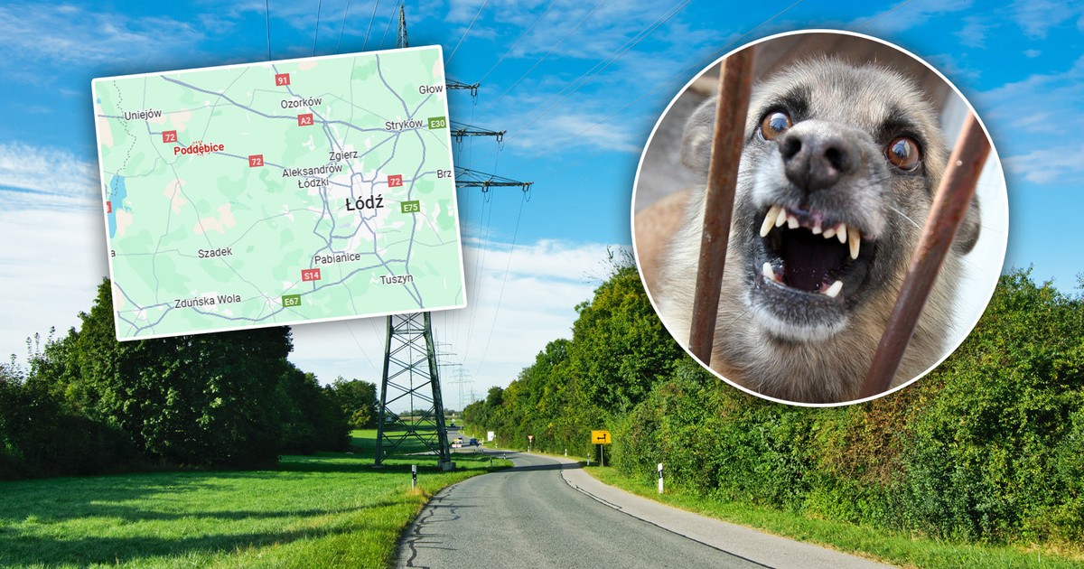 Kolejny śmiertelny atak psów. 75-latek "miał rany kąsane pośladka, uda i głowy"