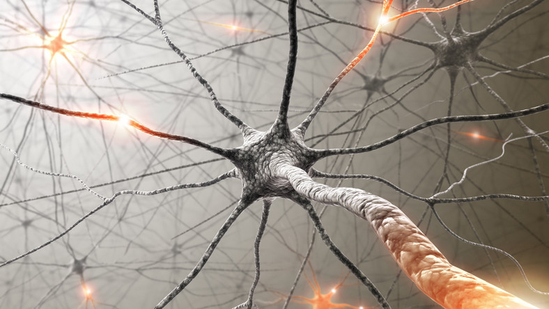 mózg komórki nerwowe neurony