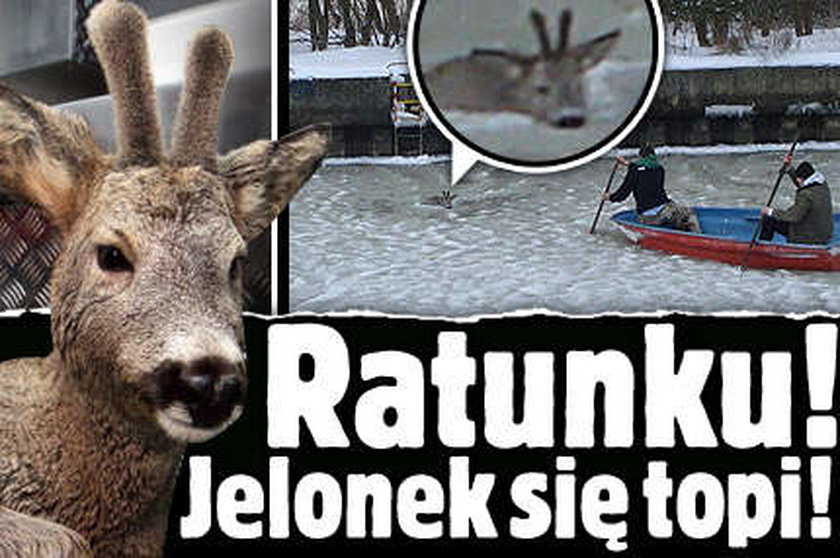 Ratunku! Jelonek się topi!