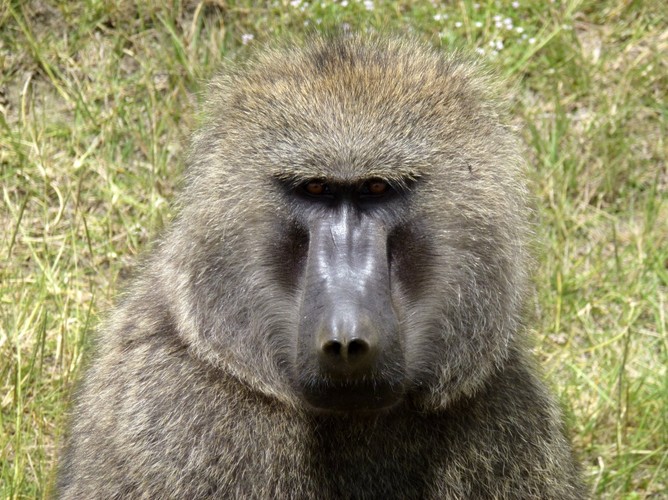 Tylko w Afryce ma się okazję spojrzeć pawianowi prosto w oczy!