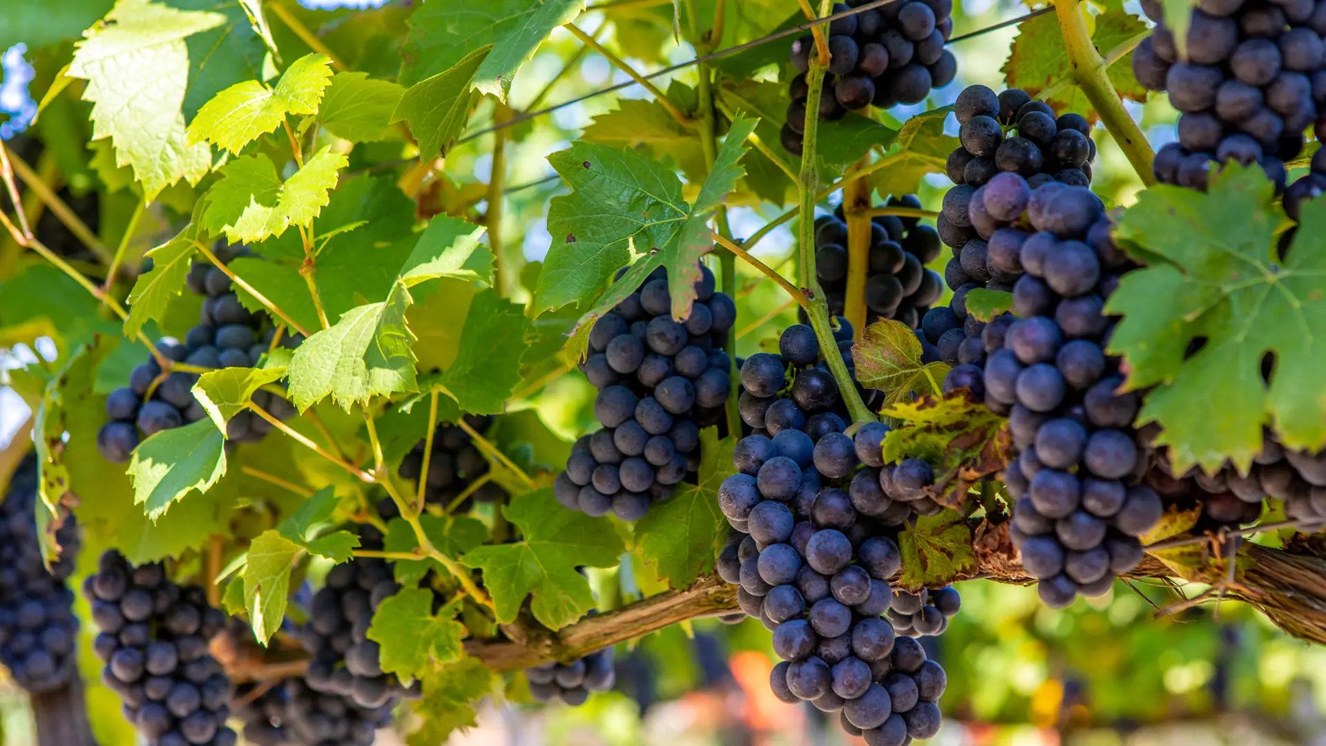 Prawdziwe polskie smaki odnajdziesz w Zamościu. Festiwal win i produktów regionalnych już w sierpniu