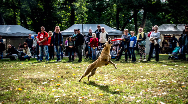 A Doktorok az állatokért alapítvány rendezvényén frizbibemutató is volt