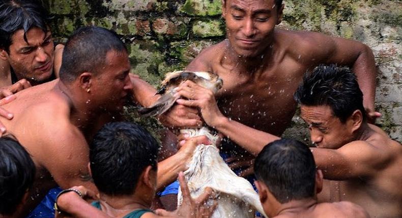 Men tear live goats apart during Nepalese festival