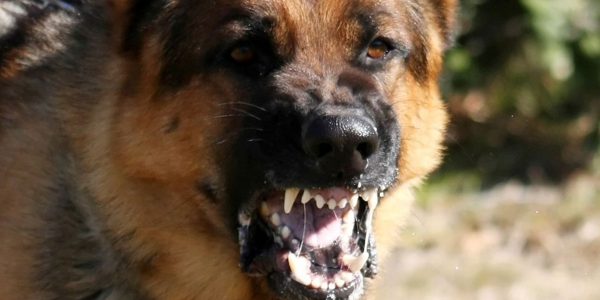 Psy zaatakowały nastolatki w Stalowej Woli
