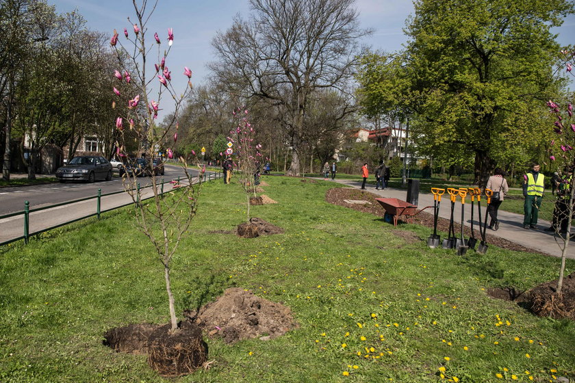 Magnolie ozdobią ul. Grottgera w Krakowie