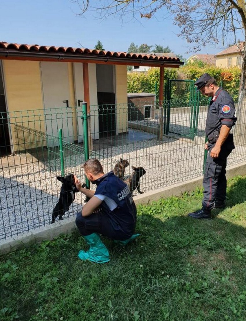 Srbin i Srpkinja uhapšeni u Italiji zbog krijumčarenja ljubimaca