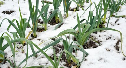 Nawet zimą możesz mieć własny ogródek. Oto 3 warzywa, które przetrwają chłodniejszą pogodę