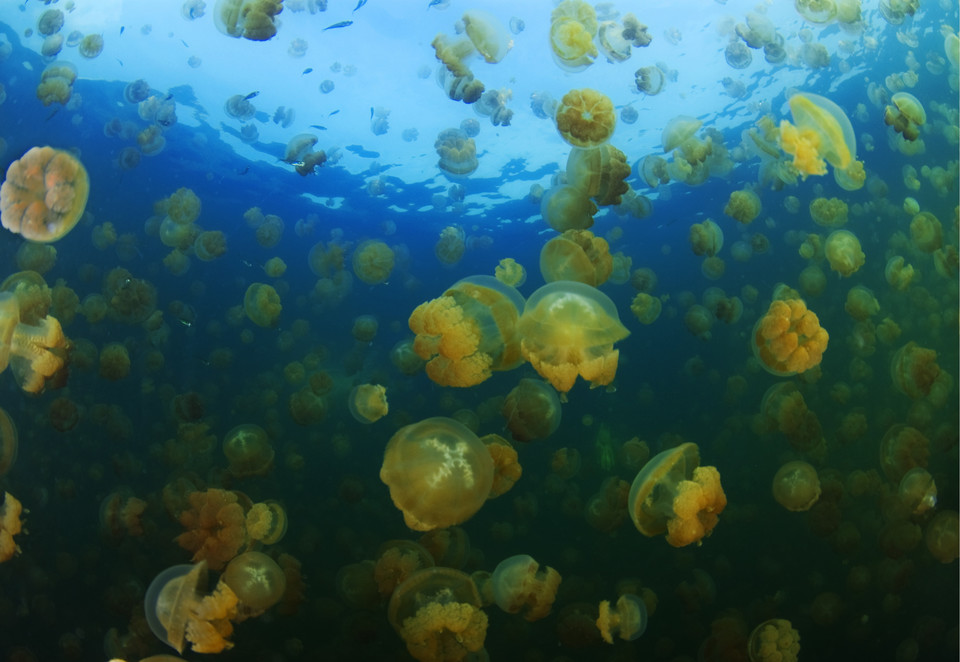 Jellyfish Lake - jezioro meduz w Palau