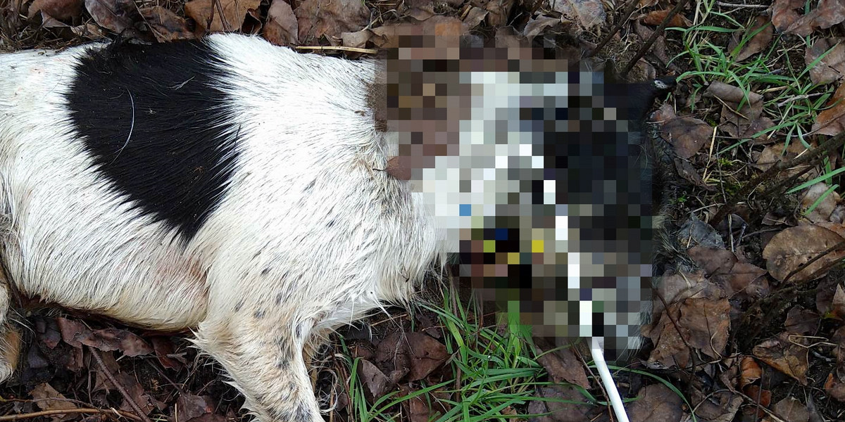 Ktoś bestialsko zamordował psa w Bełchatowie.