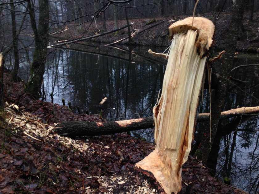 Bobry uwielbiają korę drzew i młode cienkie gałązki. W tym celu potrafią ściąć zdrowe drzewo.