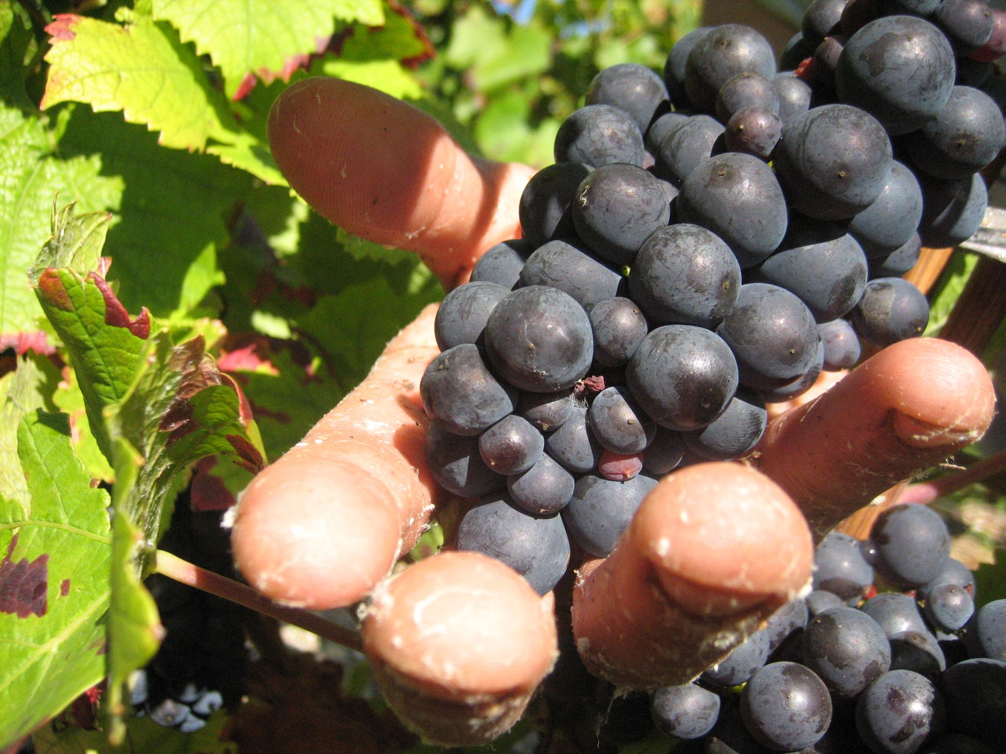 Haftstrafen für Ausbeutung von Erntehelfern in Champagne