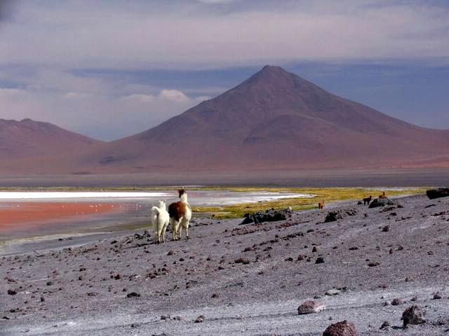 Galeria Argentyna, Boliwia, Peru - Z aparatem na Altiplano, obrazek 13