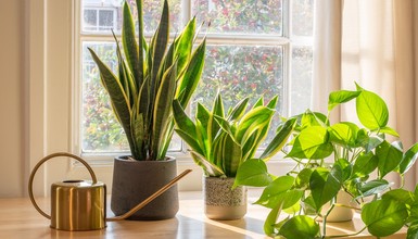 Rośliny, które oczyszczają i nawilżają powietrze w domu. Oto 5 naturalnych filtrów