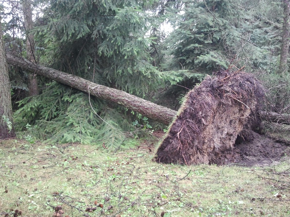 Laski koło Olkusza po nawałnicy, Fot. Daj znać