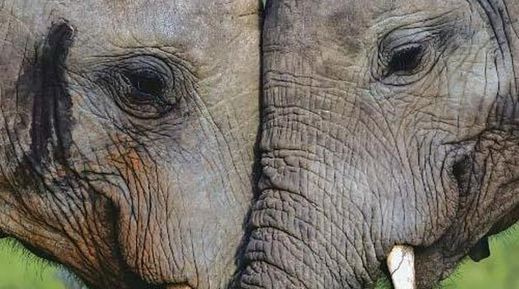 Így pusziszkodtak egymással a szerelmes elefántok