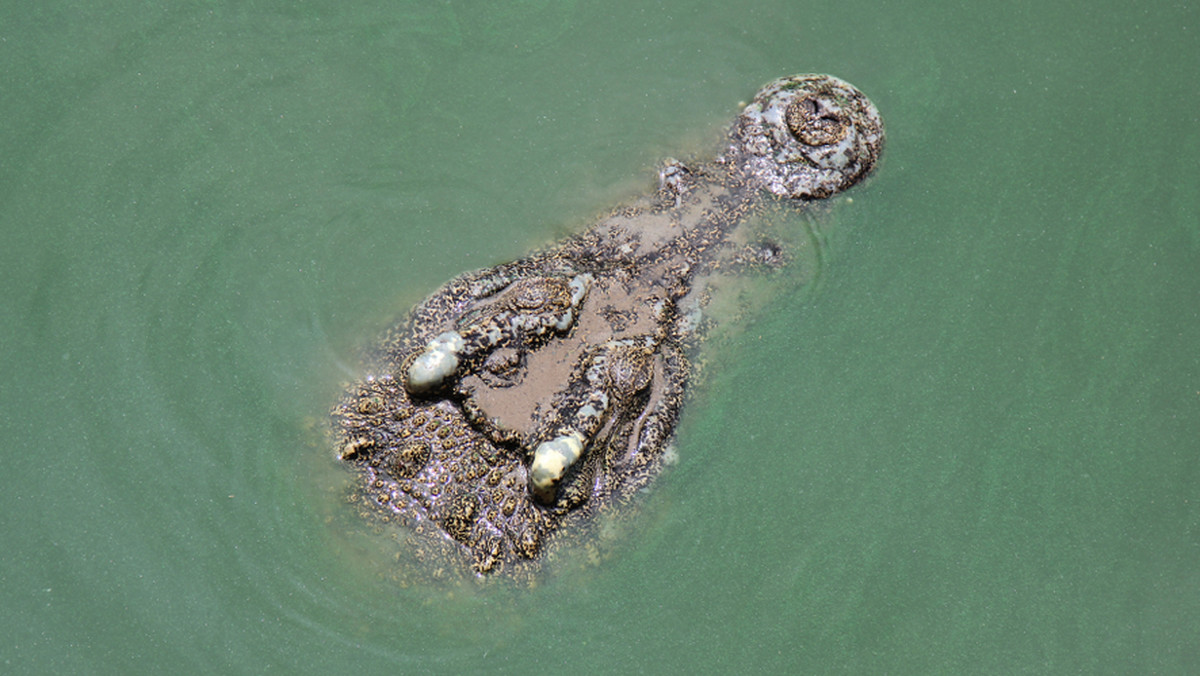Od około tygodnia władze wyspy Phuket starają się złapać krokodyla, który pojawia się w pobliżu tutejszych plaż.