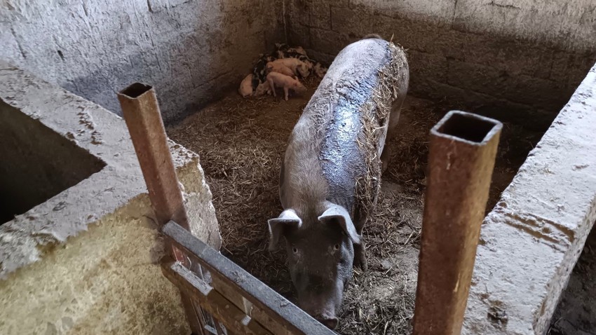 Svinja koja je napala Snežanu