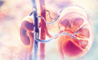 Eksperci: Alarmująca liczba Polaków z przewlekłą chorobą nerek