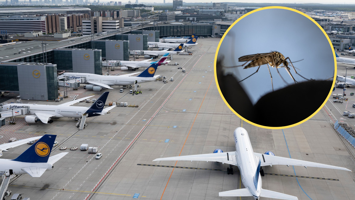 Malaria na lotnisku we Frankfurcie. "Komar przyleciał samolotem"